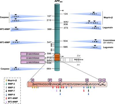 Emerging Alternative Proteinases in APP Metabolism and Alzheimer’s Disease Pathogenesis: A Focus on MT1-MMP and MT5-MMP